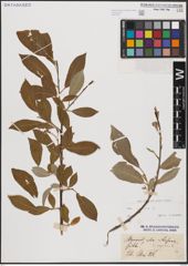 Foto von Salix caprea L.